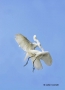 Great-Egret;Egret;Flight;Ardea-alba;Flying-bird;One-animal;Close-up;Color-image;